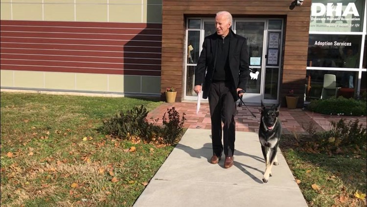 joe biden adopts delaware rescue dog after fostering him for