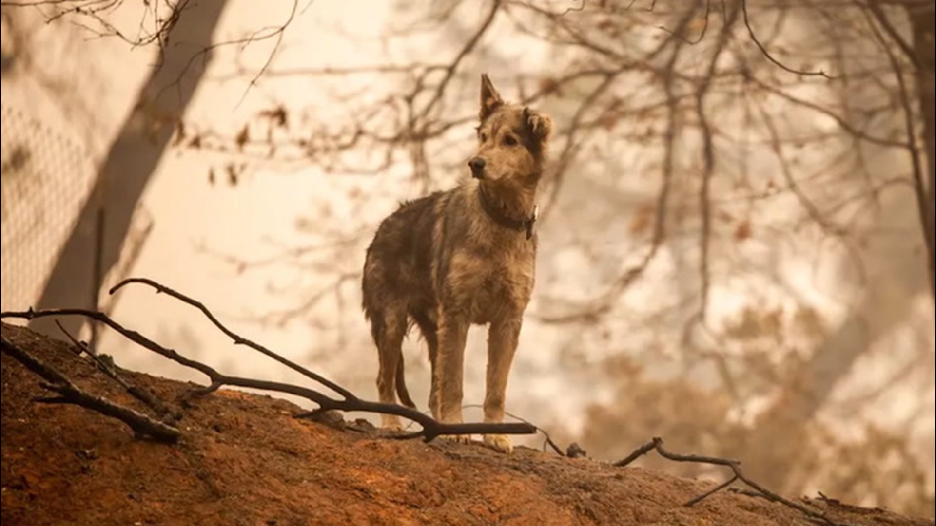 California wildfires continue to pose a threat to wild animals across the state.