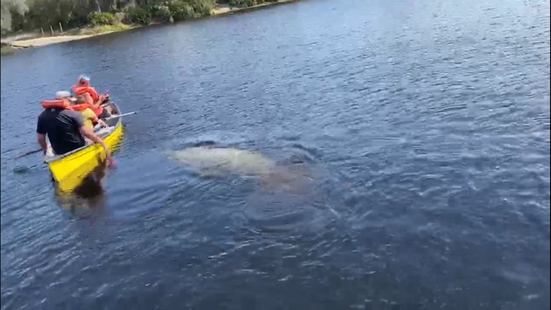 Some kayakers on the Saint Johns River, near Orange City, Florida, received a special visit from some manatees on Feb. 24.