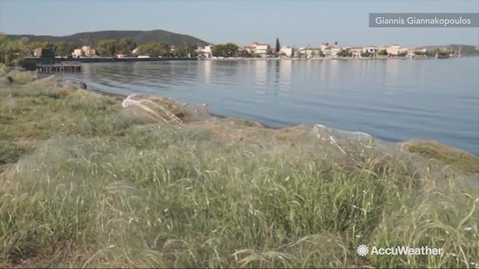 The Greek coastline in the town of Aitoliko was covered completely by spider webs.  The webs covered about 1000 feet of coastline.  It is believed that weather conditions were suitable for a population surge of mosquitoes, which are a source of food for s