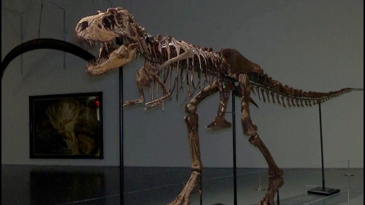 This Rare, Complete Gorgosaurus Fossil Is About To Be Auctioned at Sotheby's in NYC