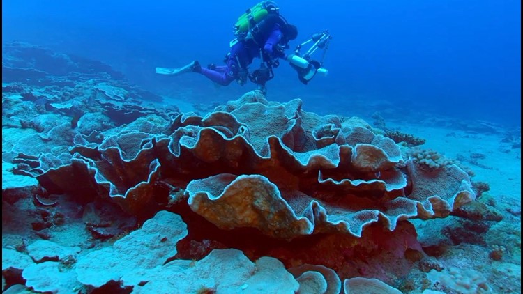 Divers Discover Rare, Healthy Coral Reef at Unexpected Depths