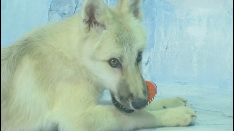 World's First Cloned Arctic Wolf Makes Public Debut