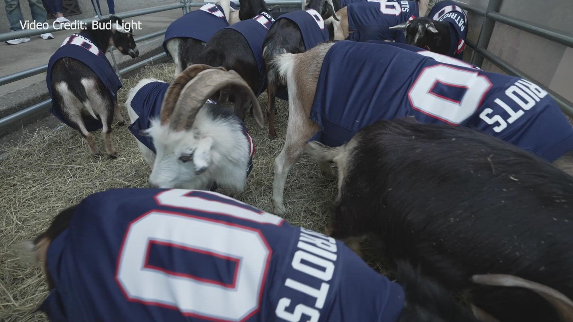 Goats in Patriots jerseys took to the streets of Boston ahead of Tom Brady's return Sunday.