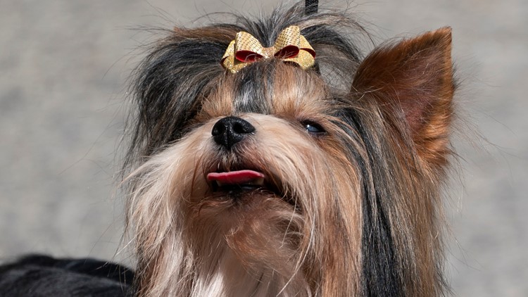 Westminster dog show this weekend features new breeds and new venue