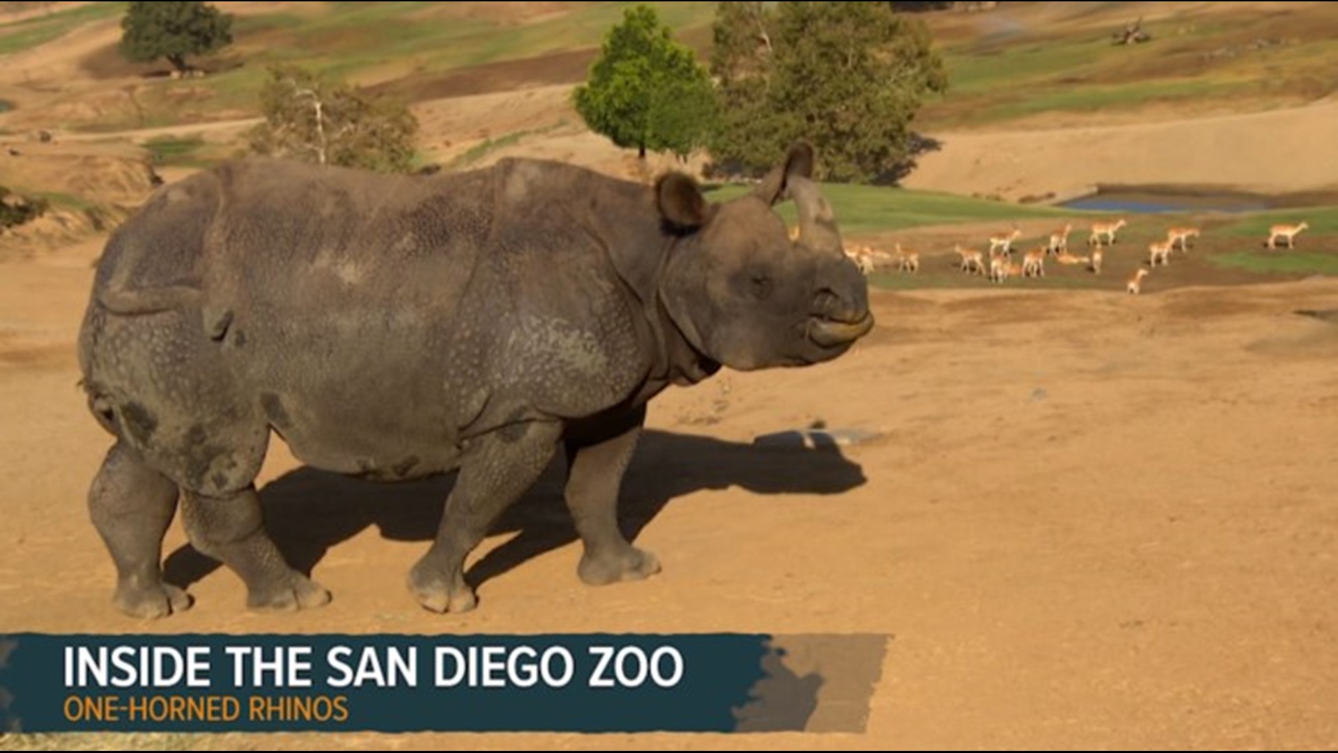 As the San Diego Zoo celebrates 50 years, KFMB's Neda Iranpour goes inside the Safari Park to introduce us to animals benefiting from their conservation work.