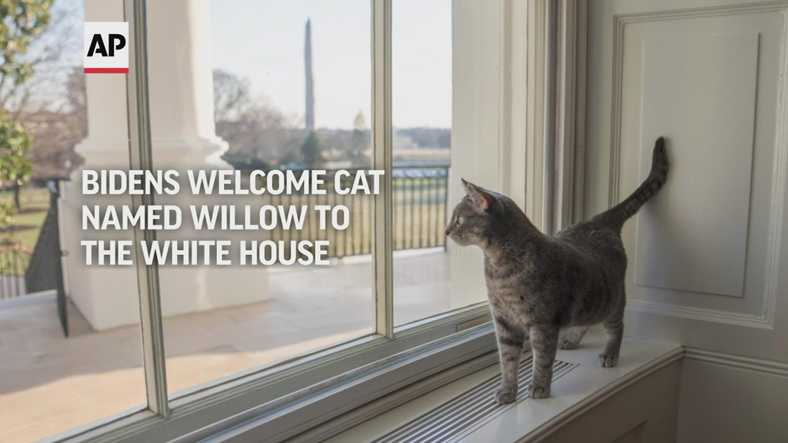Bidens welcome cat named Willow to the White House