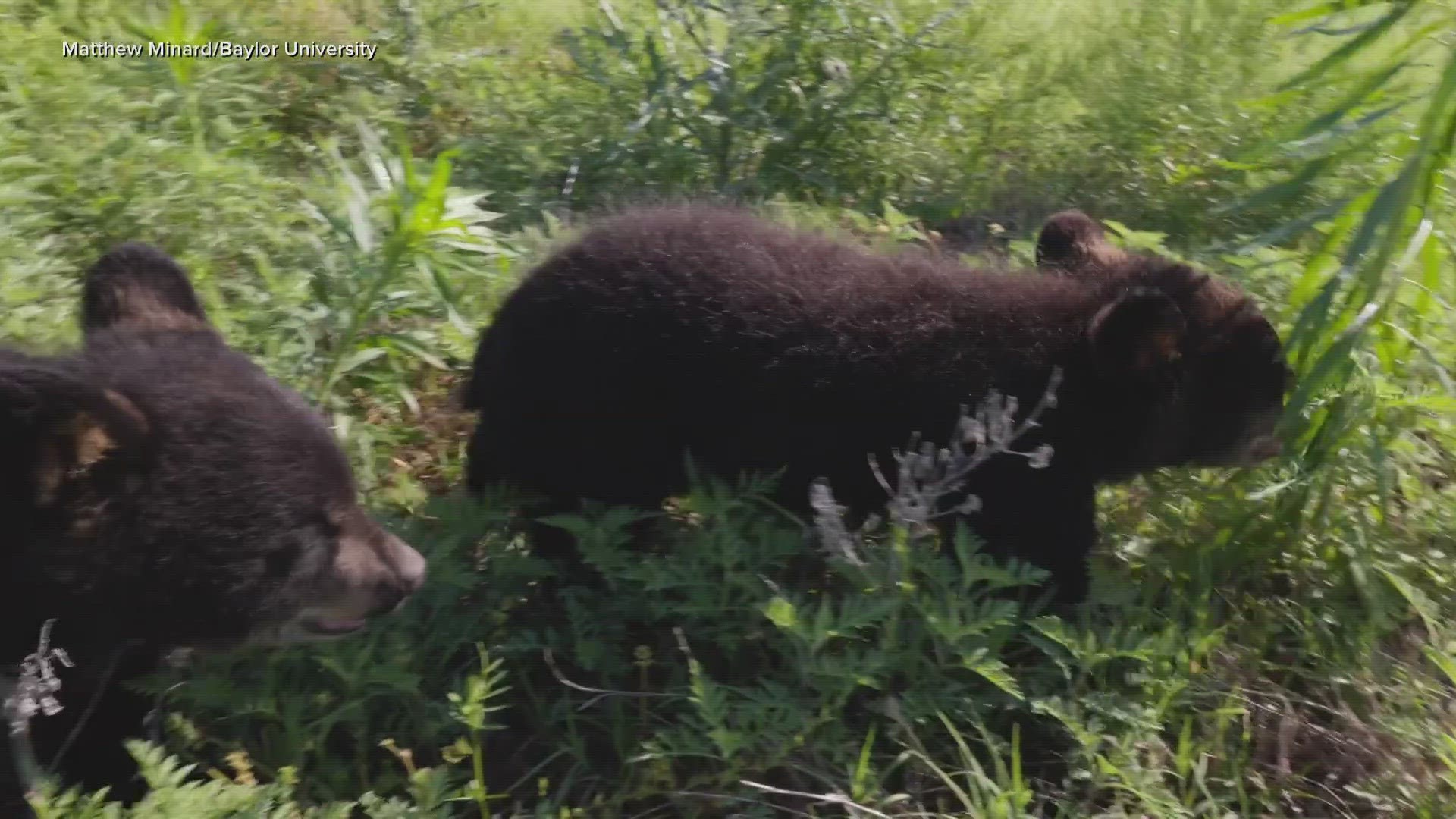 The new cubs are set to arrive as early as mid-summer.