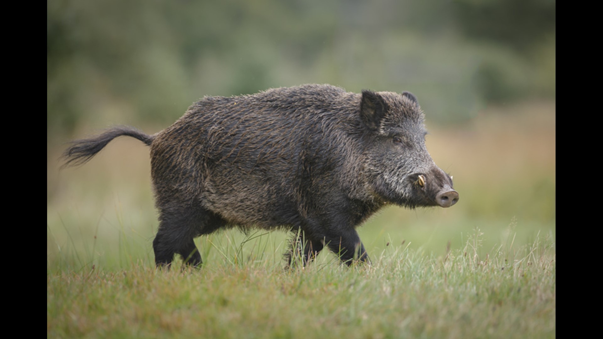 The big boar had been terrorizing the family and their pet pot belly pigs for weeks. So they called Ortiz Game Management to set up a hog trap.