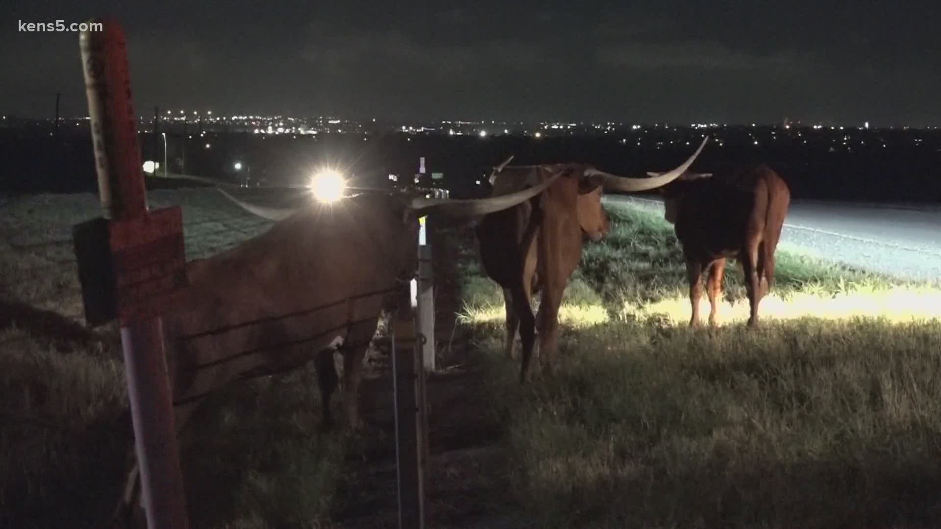 Early Friday morning, San Antonio police officers had to corral three longhorns off a major highway.