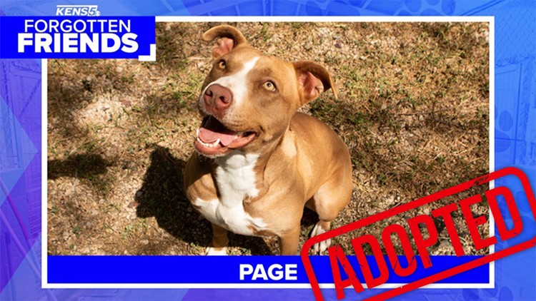 Page, who was abandoned  back in March was adopted! | Forgotten Friends