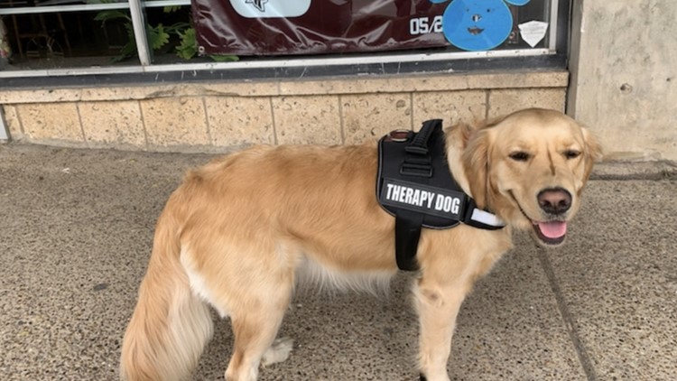 Therapy dog sent to comfort those in Uvalde who continue to grieve