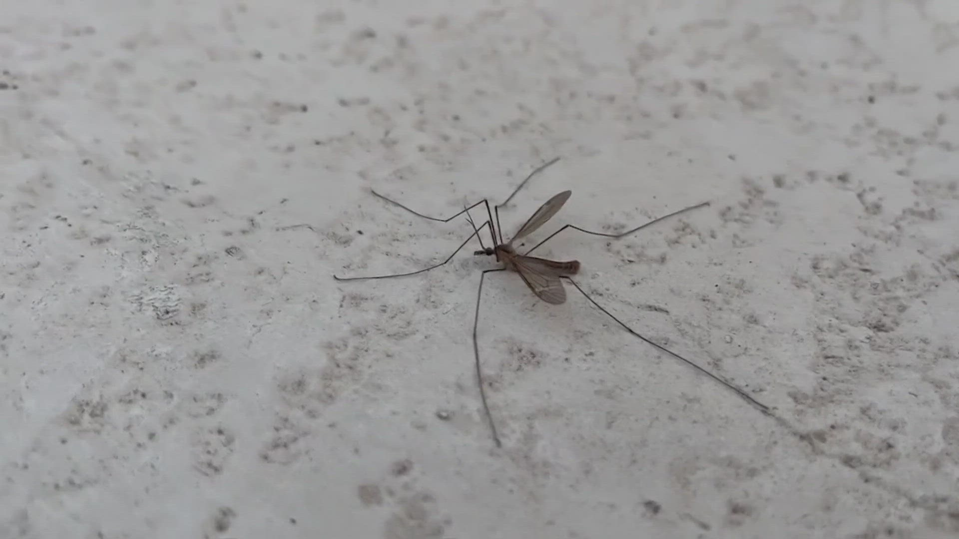 Experts say you should think twice before killing the the crane fly, an insect whose lifespan is roughly three days long.