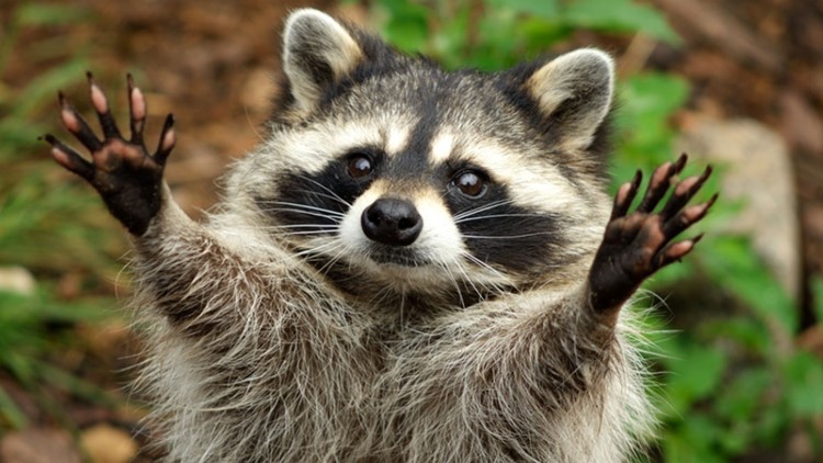 Raccoon causes power outage in Seguin