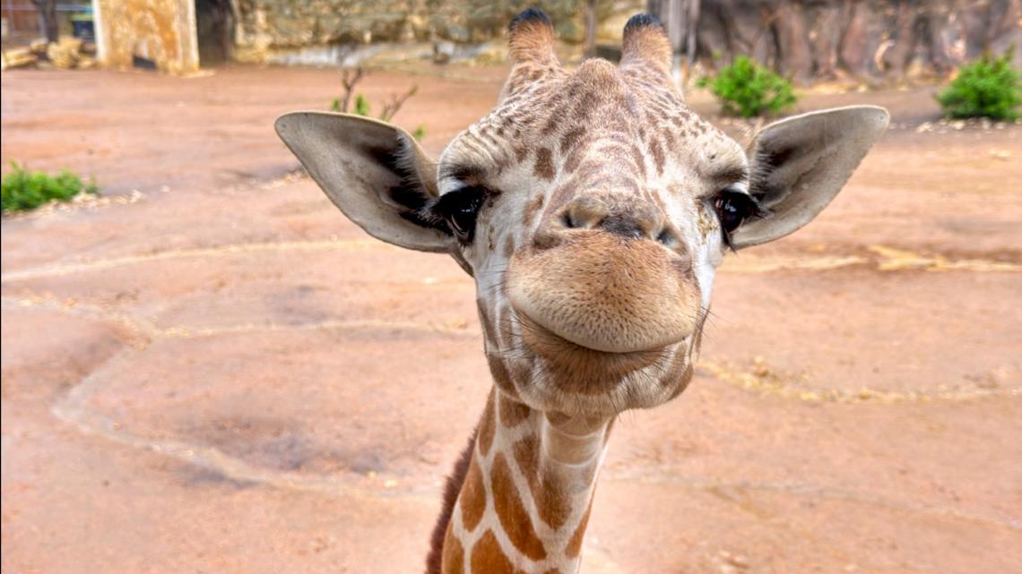 San Antonio Zoo unveiling new Texas Waters mural at Friedrich Aquarium