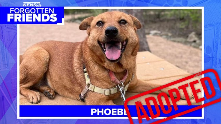 Super chill dog named Phoebe now has loving home to call her own | Forgotten Friends