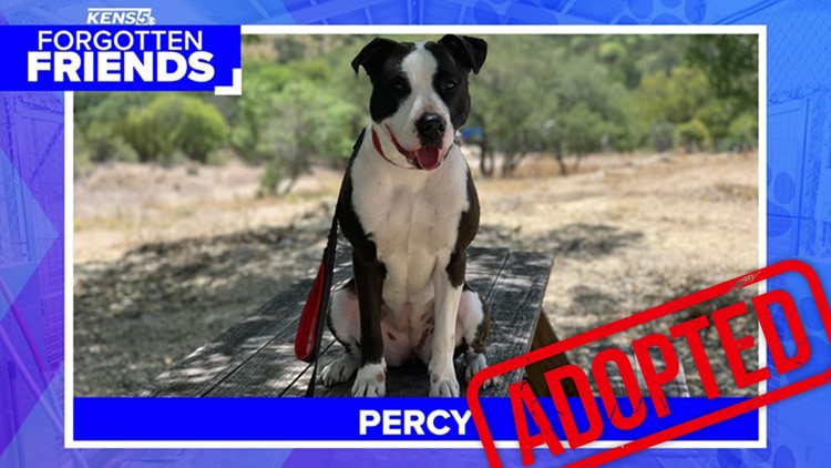 Percy finally has a home! | Forgotten Friends