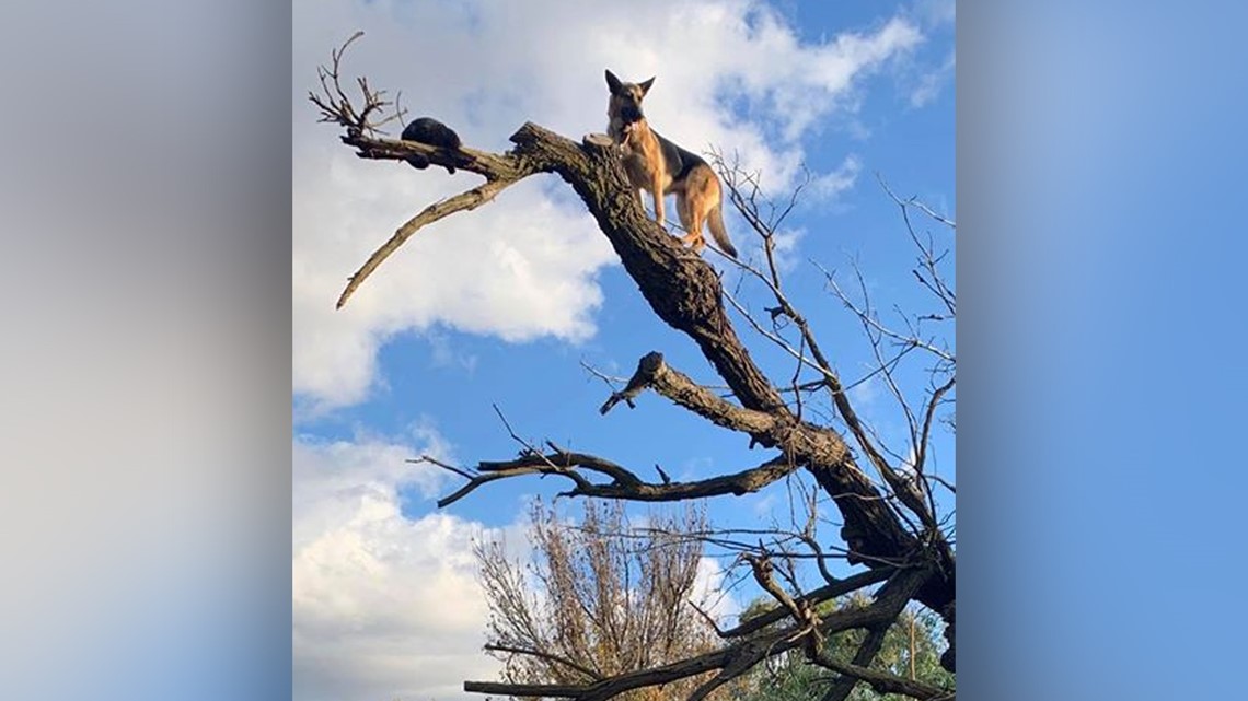 German Shepherd chases cat up a tree - both get stuck ...