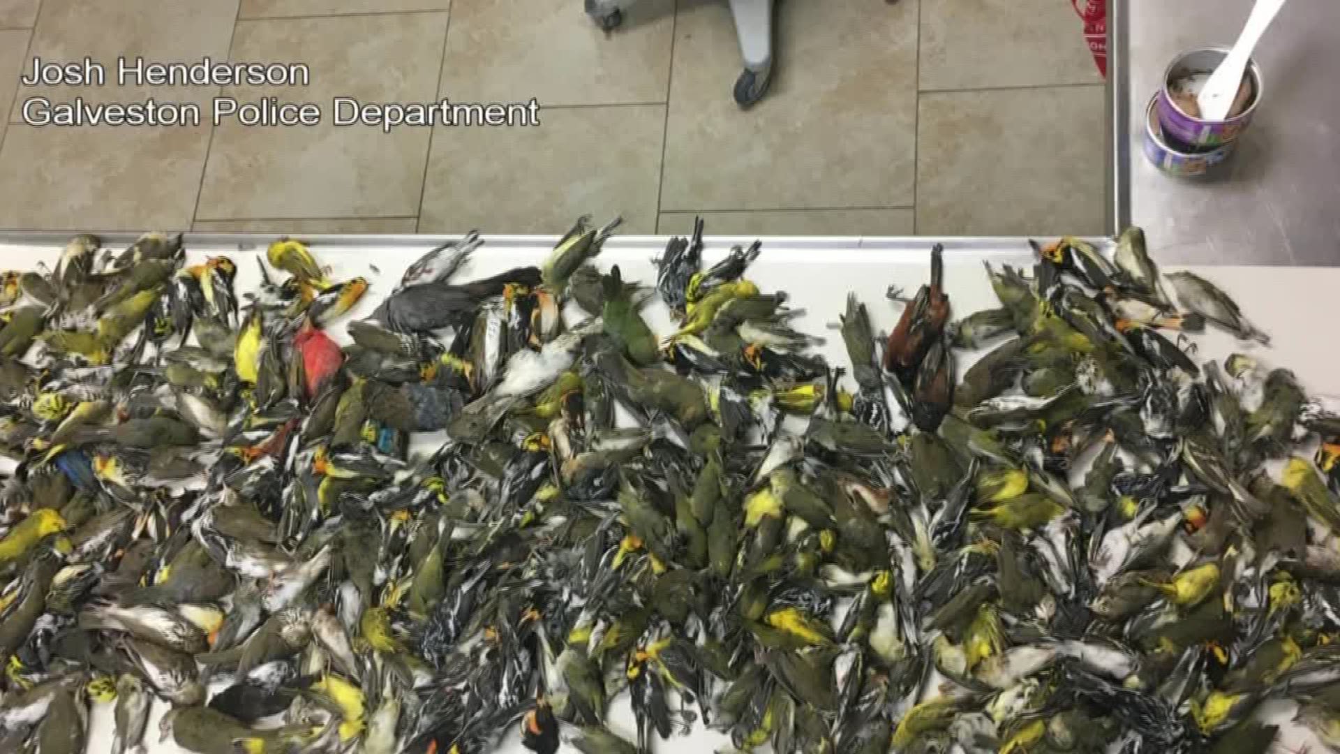 More than 300 migratory birds were found dead in Galveston after experts say they flew into a skyscraper Thursday evening.