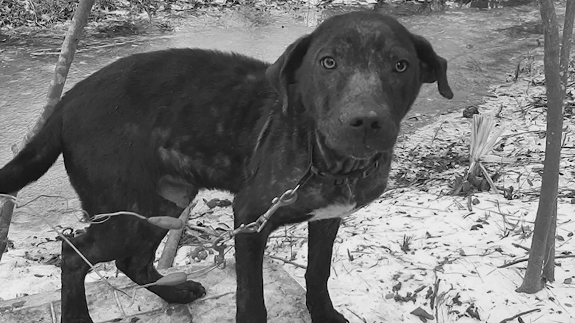 Leaving dogs without shelter in extreme temps in Texas is illegal