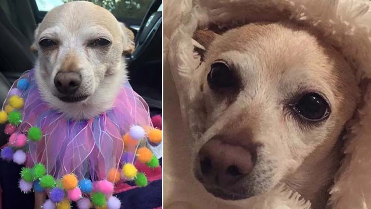 Meet Toby Keith: At 21, he's the world's oldest living dog, Guinness World Records says