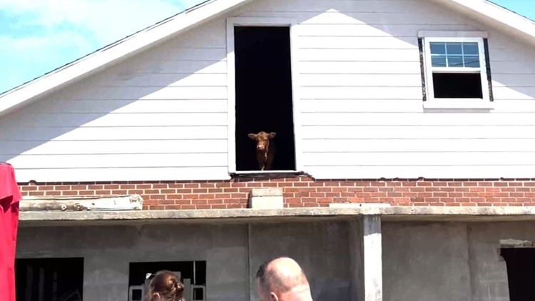 Calf found on second floor of garbage-filled Hitchcock home during animal rescue