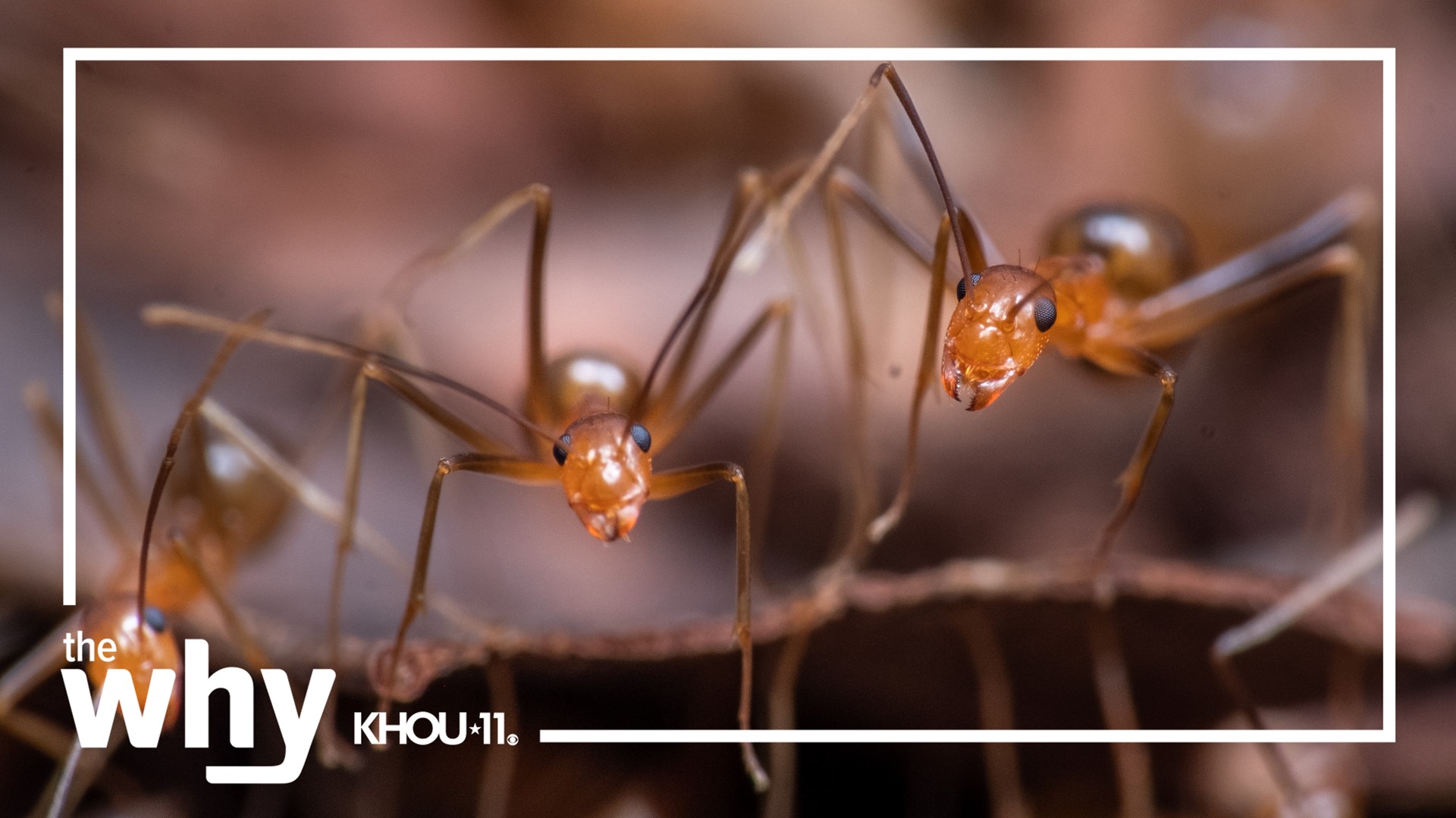 Crazy ants are an invasive species known for going after electronics.