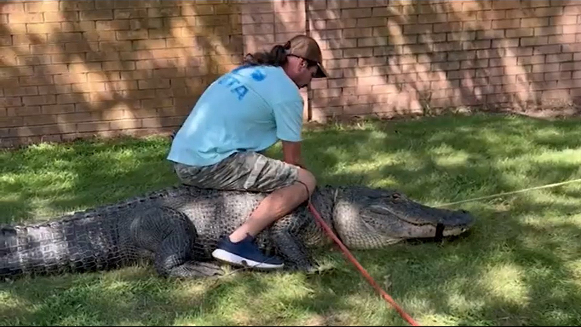 Alligators are a somehow surprising and yet expected sight in the Houston area and SE Texas. We revisit some of their more memorable visits in this KHOU 11+ special