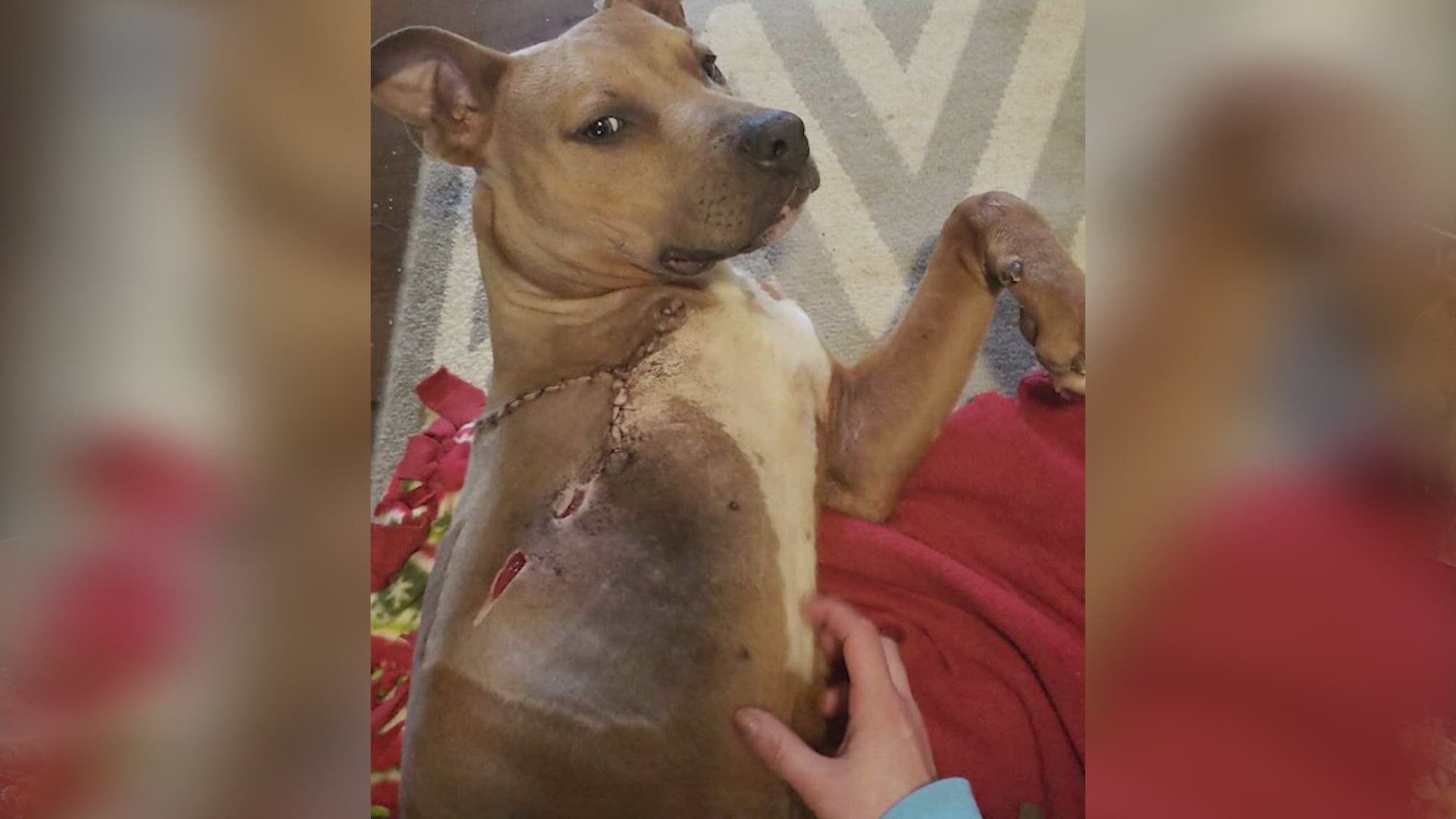 After being saved by a good Samaritan a dog begins his new life in San Angelo