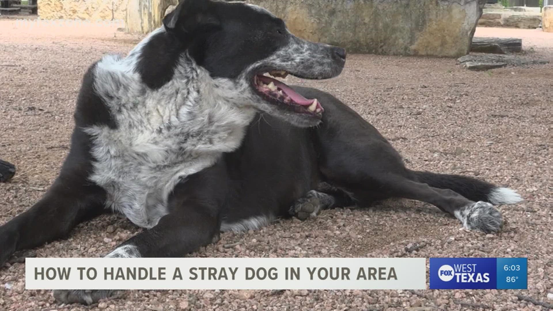 There are a few things suggested for you to do when attempting to handle a stray animal.