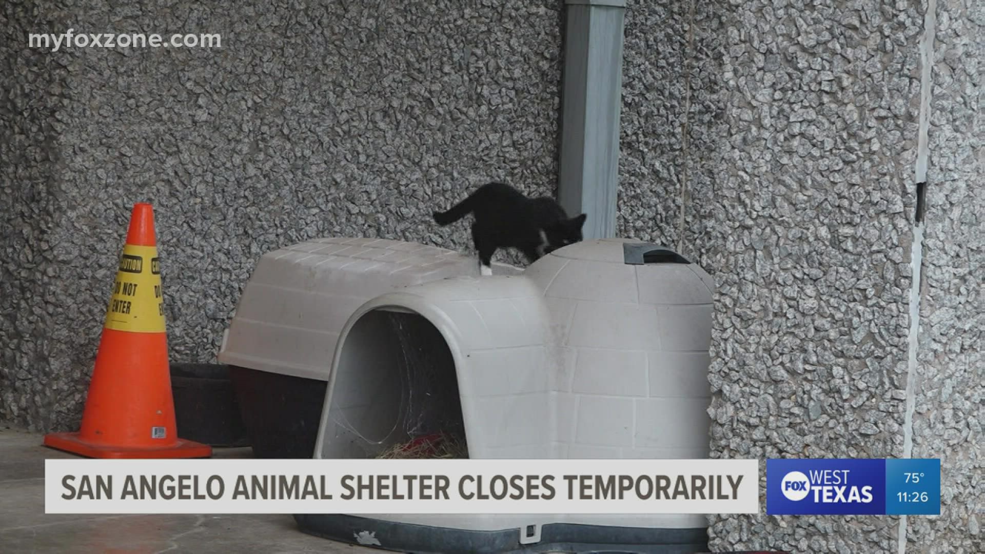 San Angelo Animal Shelter announces plan for temporary closure because of roach infestation and how it plans to fix the problem.