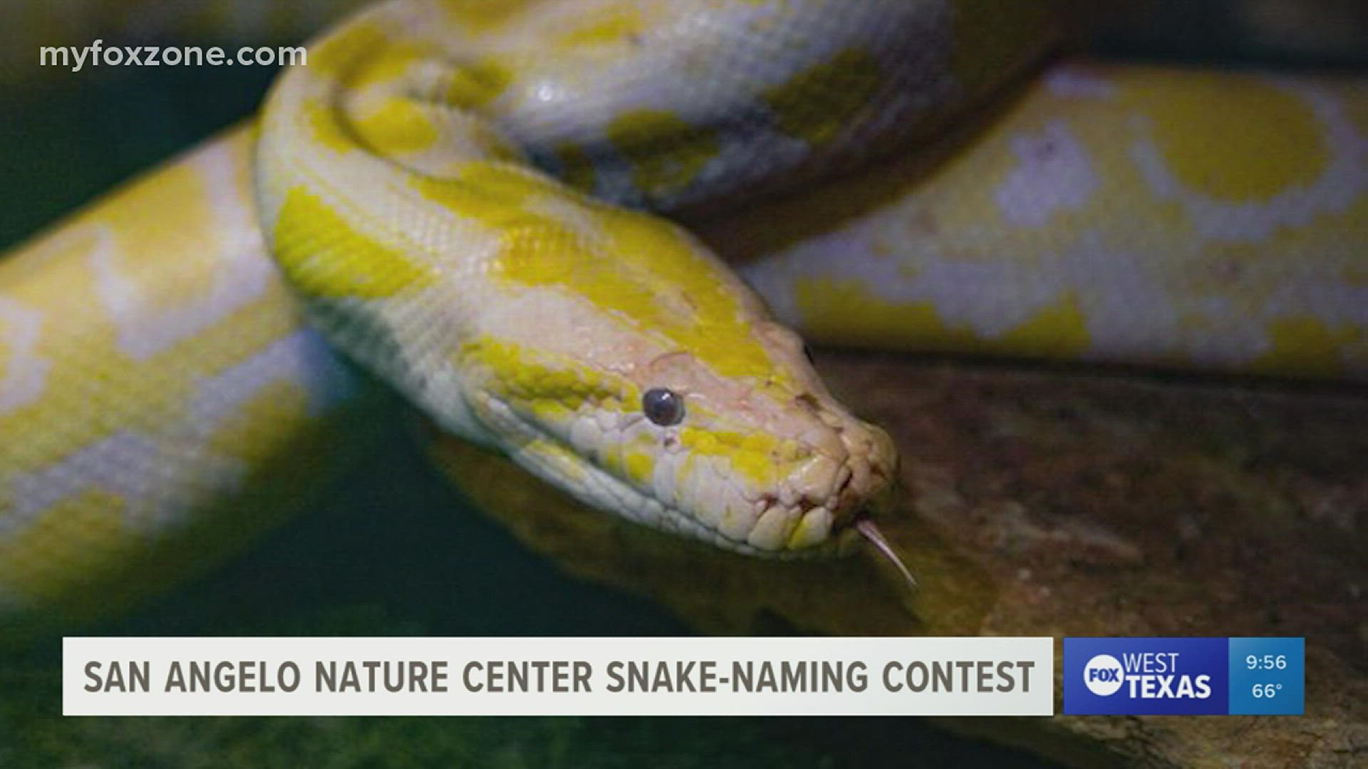 The center said the snake is somewhere between 5-7 years old and weighs 65 pounds.