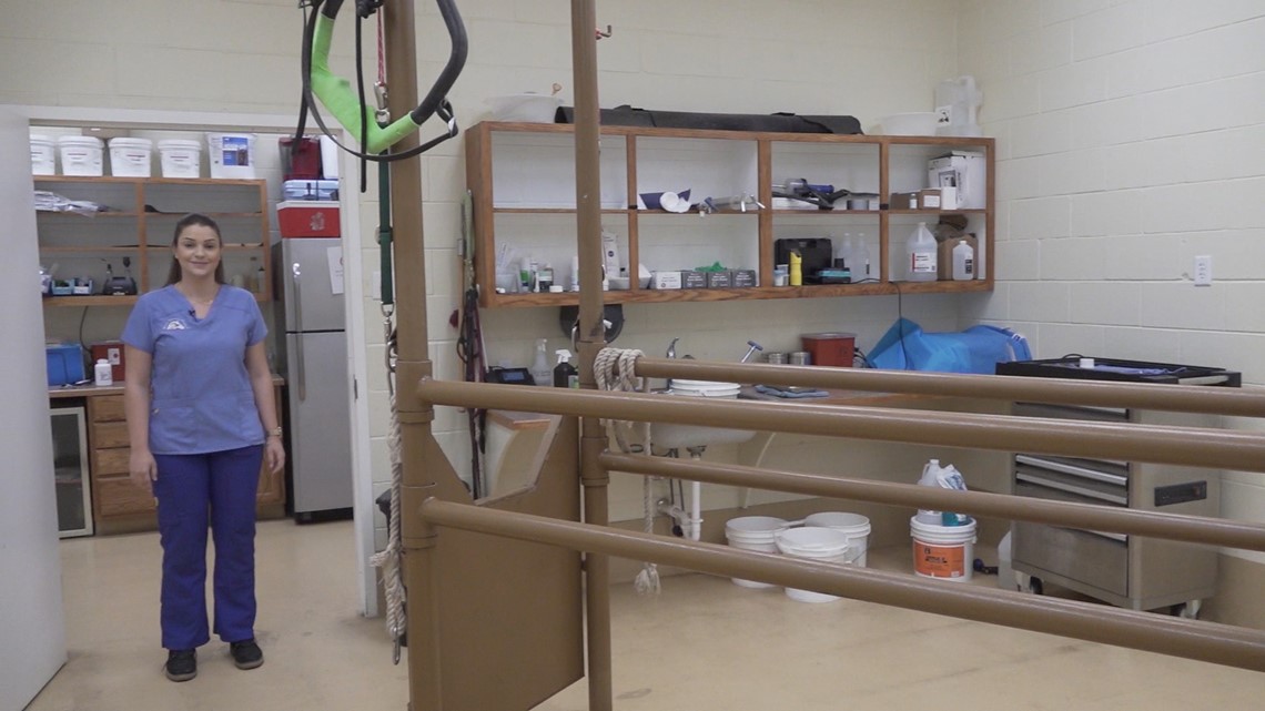 College student travels from Brazil to West Texas to study veterinary