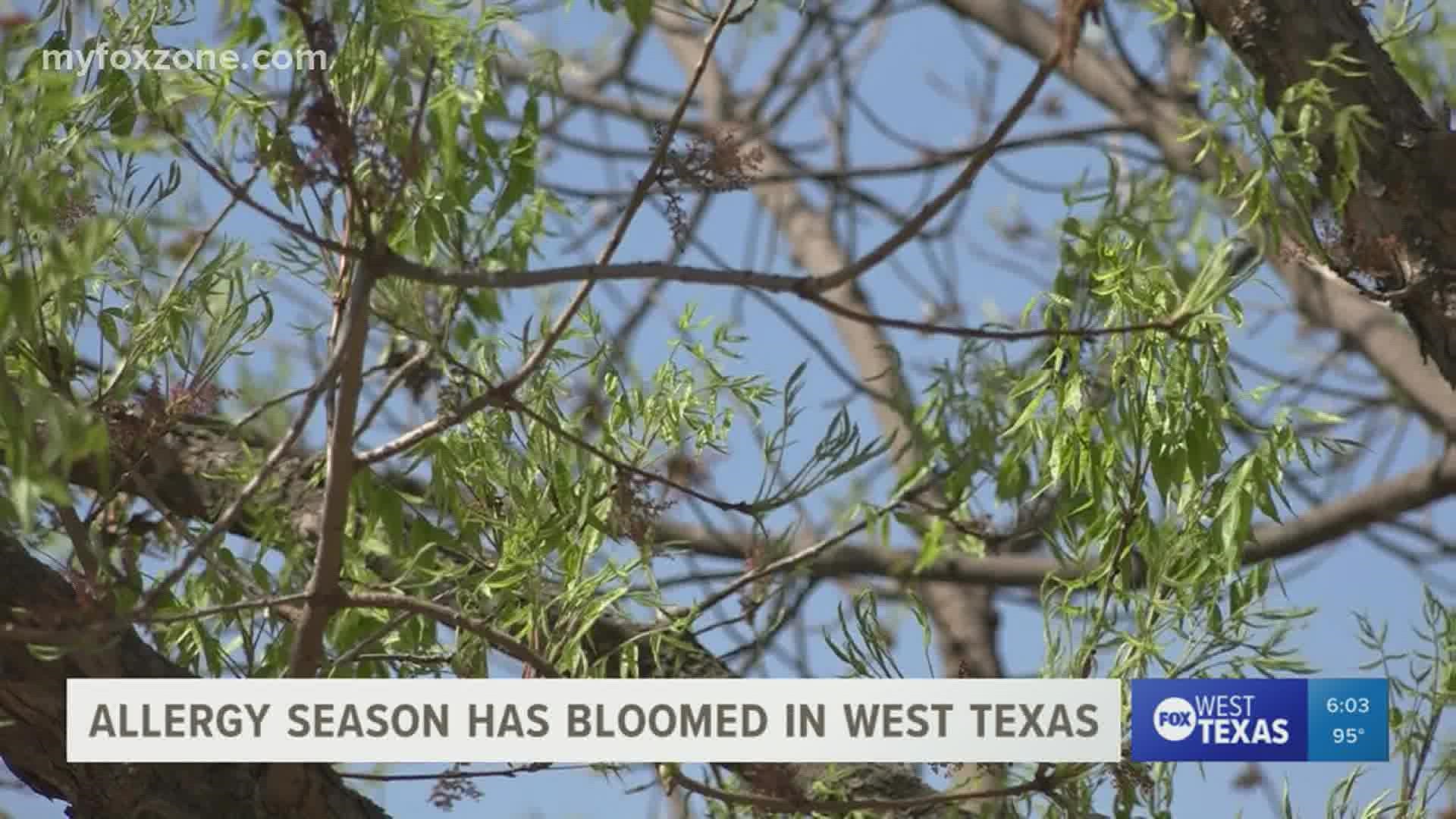 People are suffering from sneezing, congestion and other allergy symptoms because of the pollen in the West Texas air.