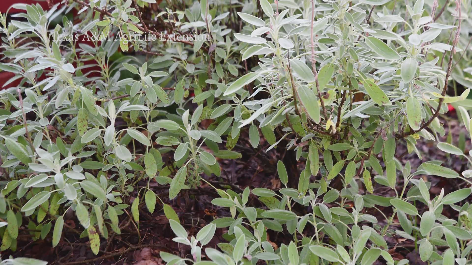 Scientist are studying sage to see if the herb has bacteria-fighting agents.