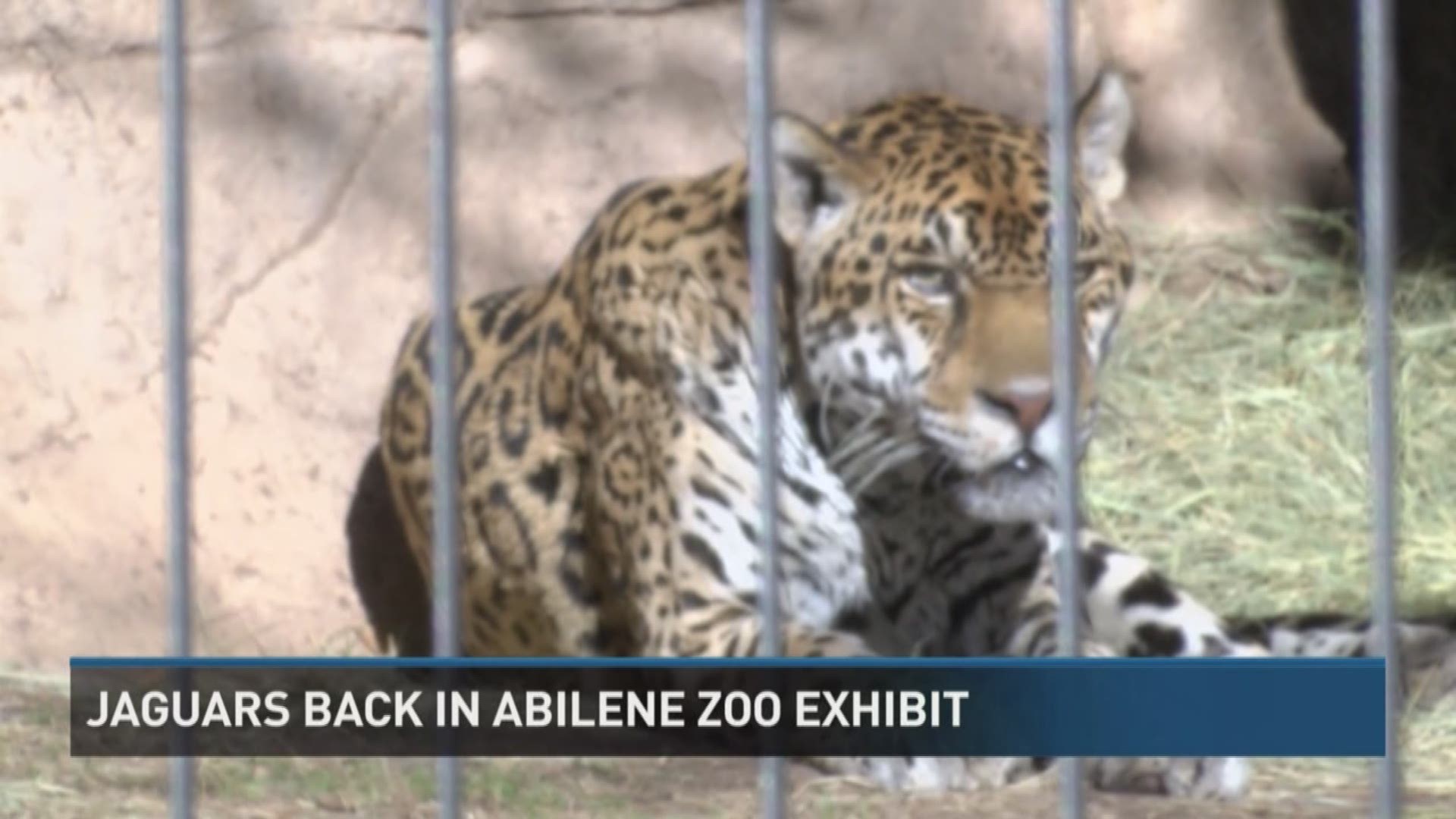 The jaguars are finally back in their exhibit at the Abilene Zoo.