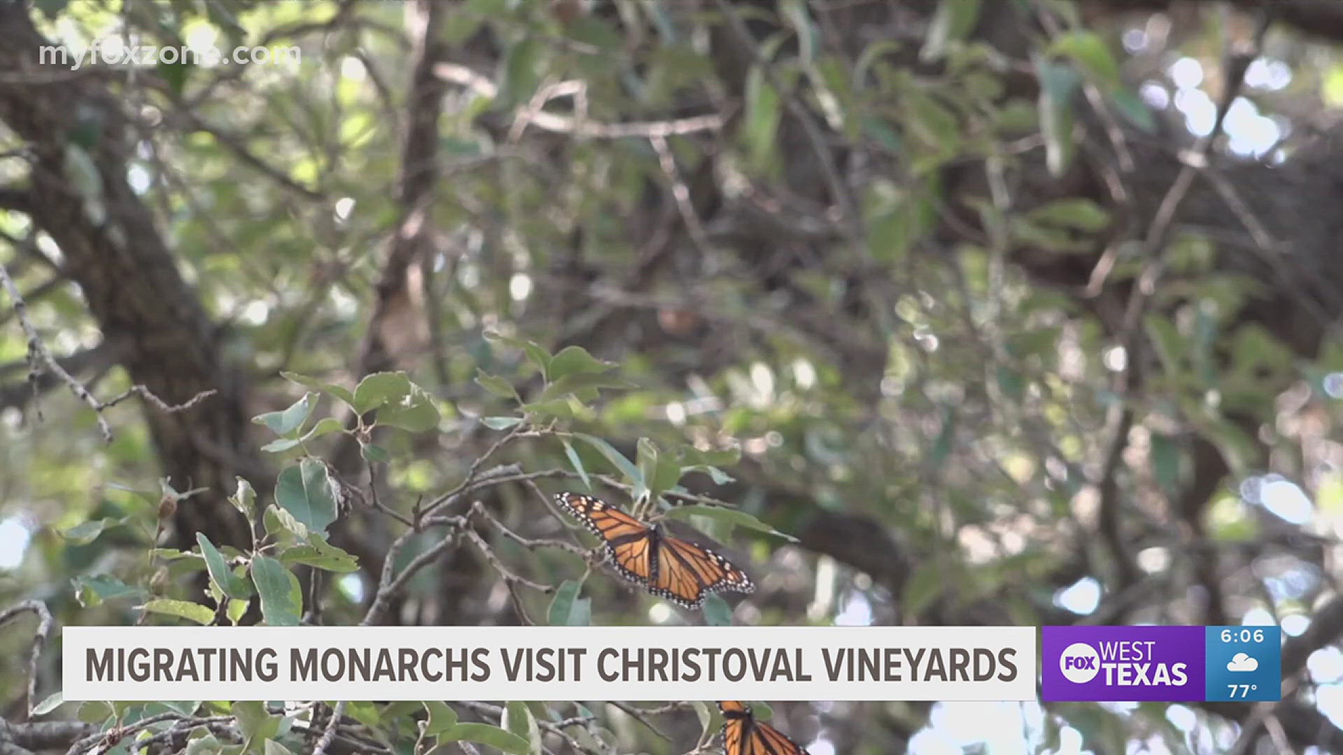 Owner Wendi Neff said brides took photos surrounded by swarms of monarchs after their weddings.