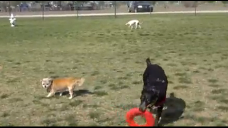 'Dogs Playing for Life' sponsors training for dogs at the San Angelo Animal Shelter