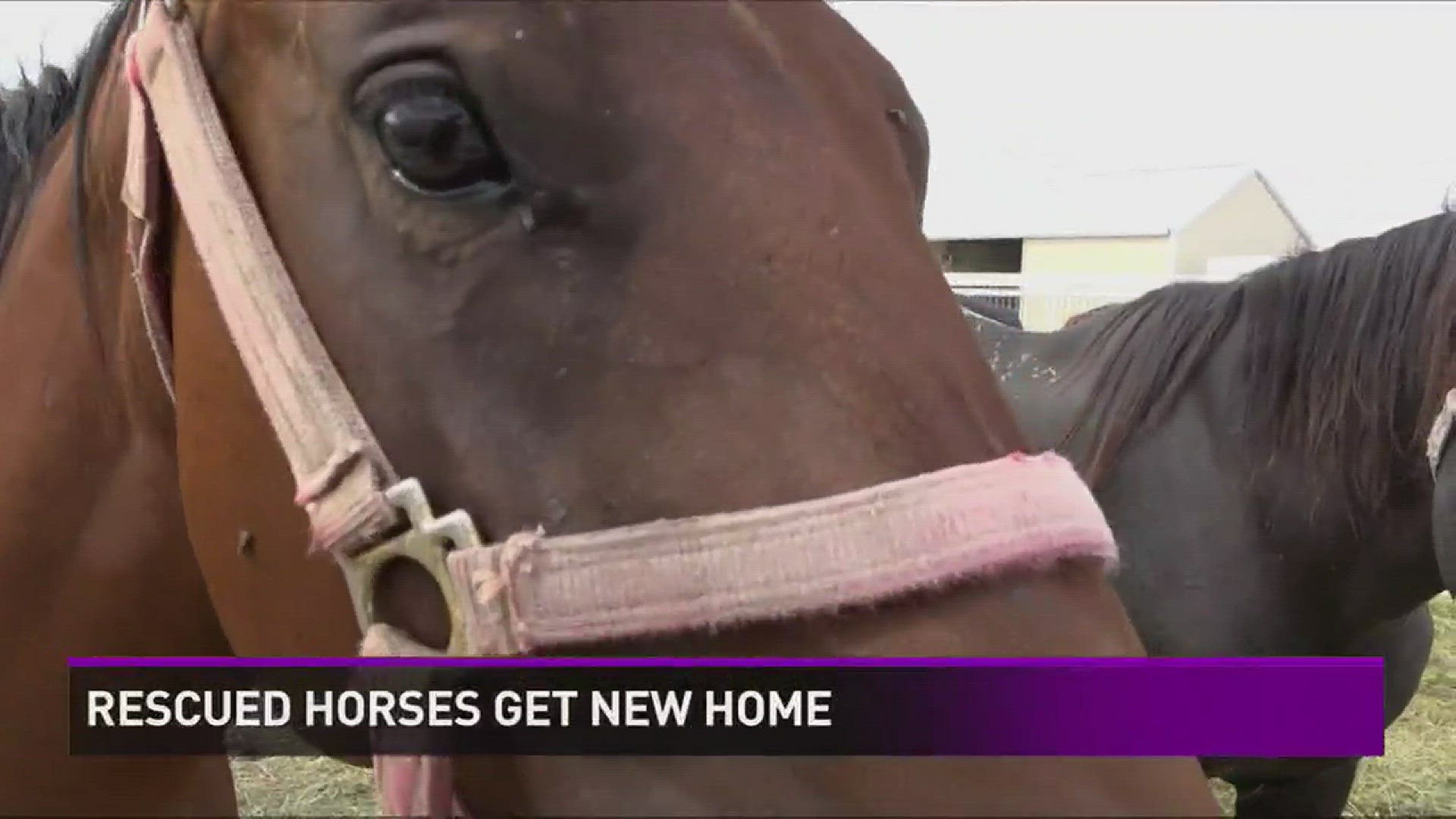 Rescued Horses Get New Home