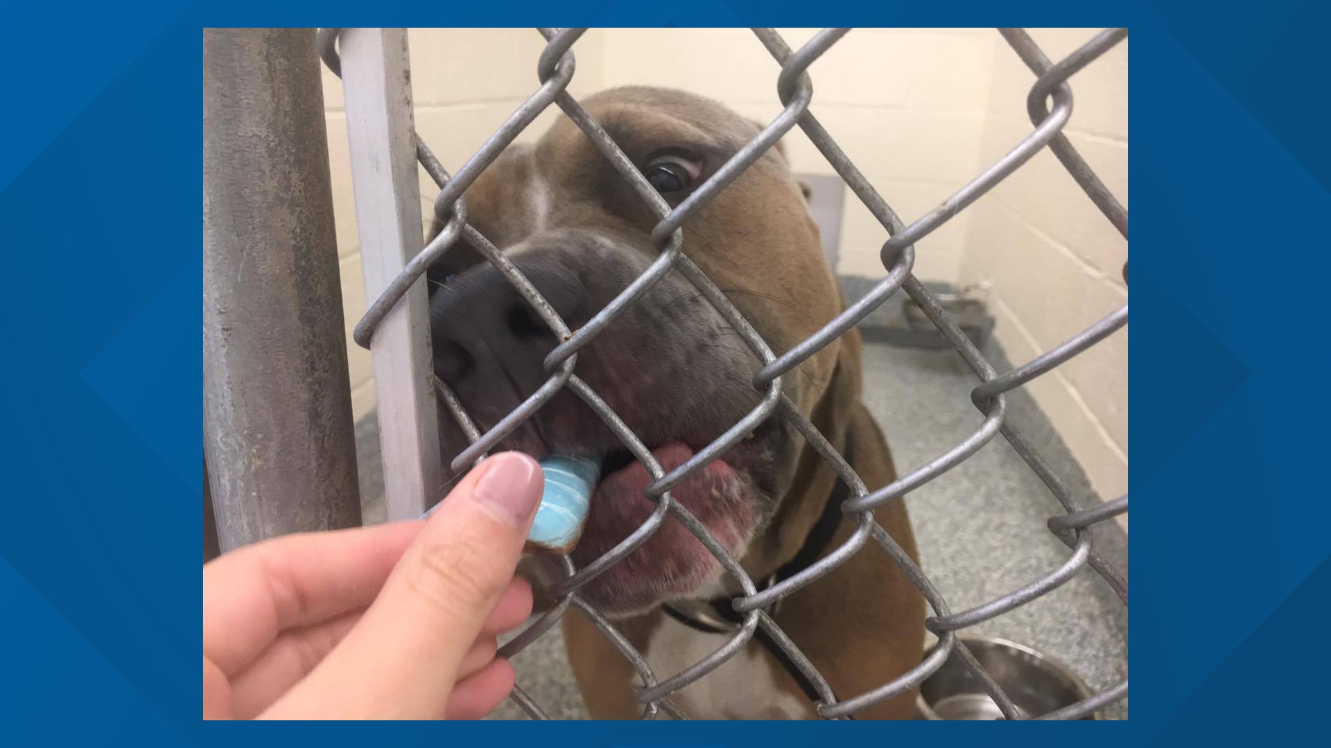 San Angelo's animal shelter opens kennels to public