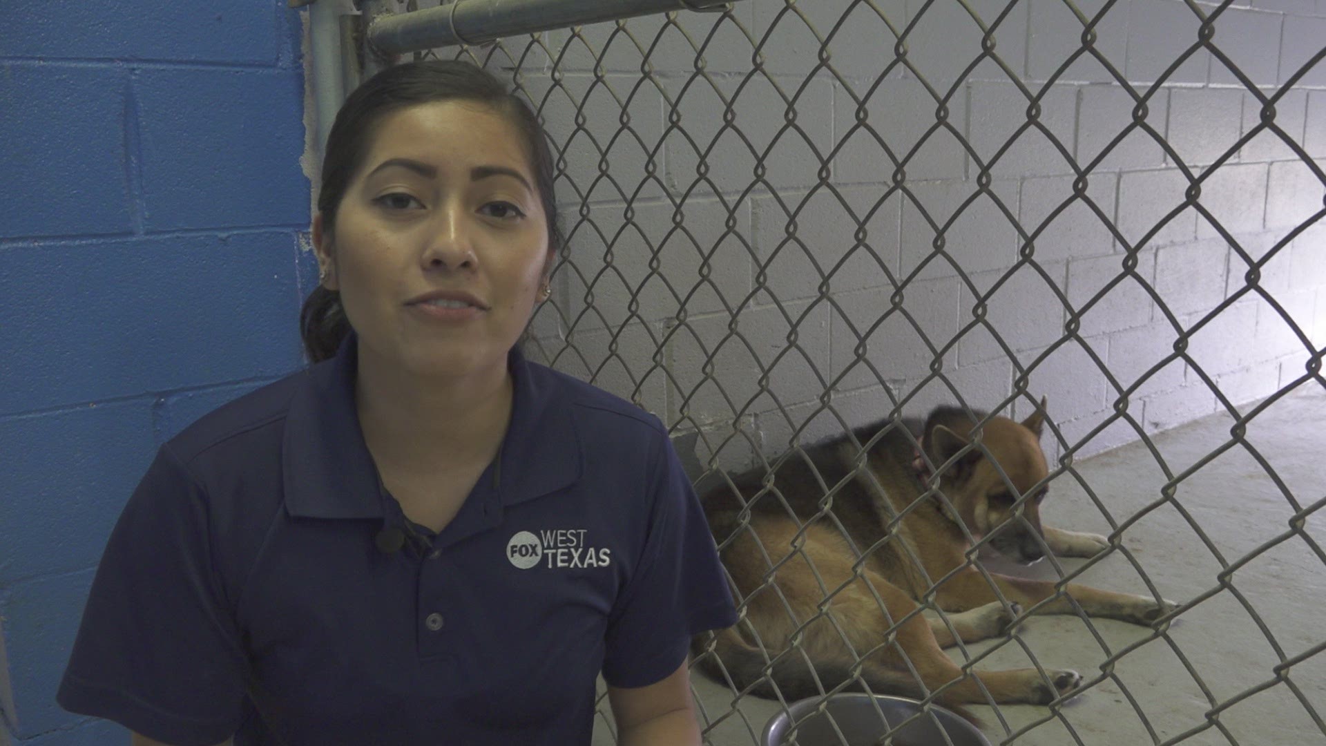 The Anson community stepped up and cleared their local shelter to avoid animals being euthanized at the end of this week.