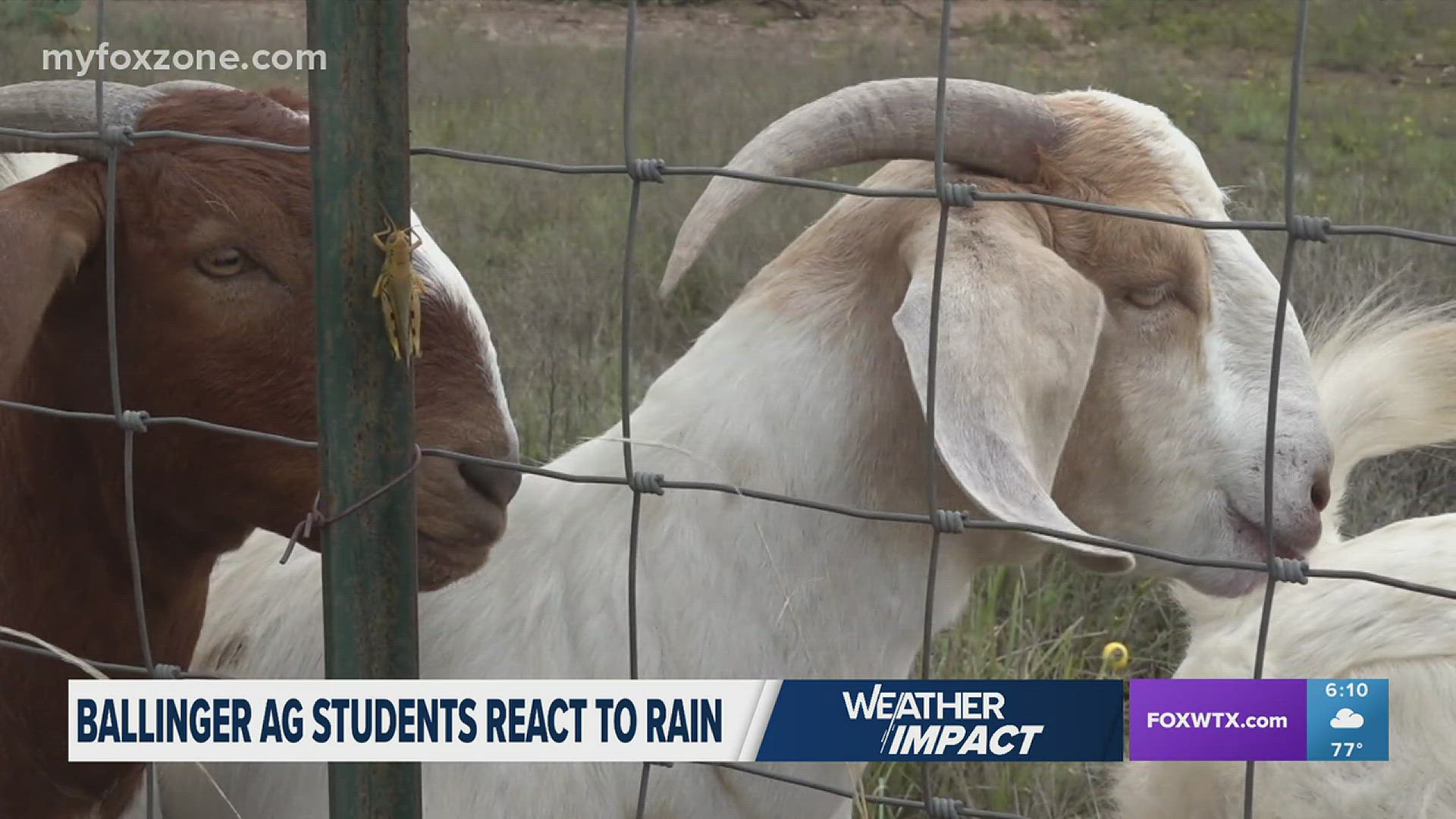 Sophomores Deesa Drennan and Kynlee Palmer said their animals are a lot happier because of the rain.