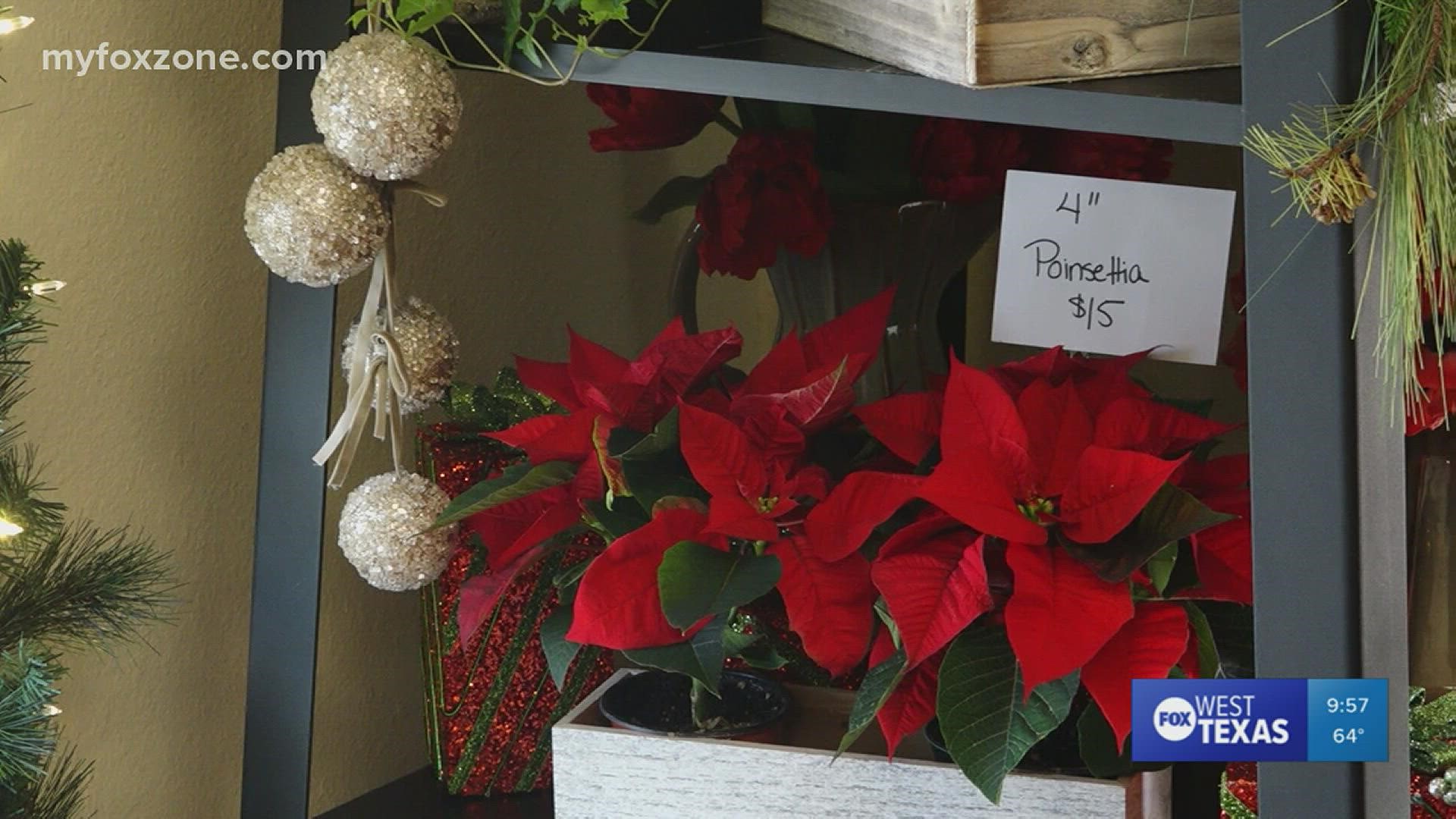 Poinsettias are native to Mexico. A San Angelo  florist explains the history behind the evergreen plant.