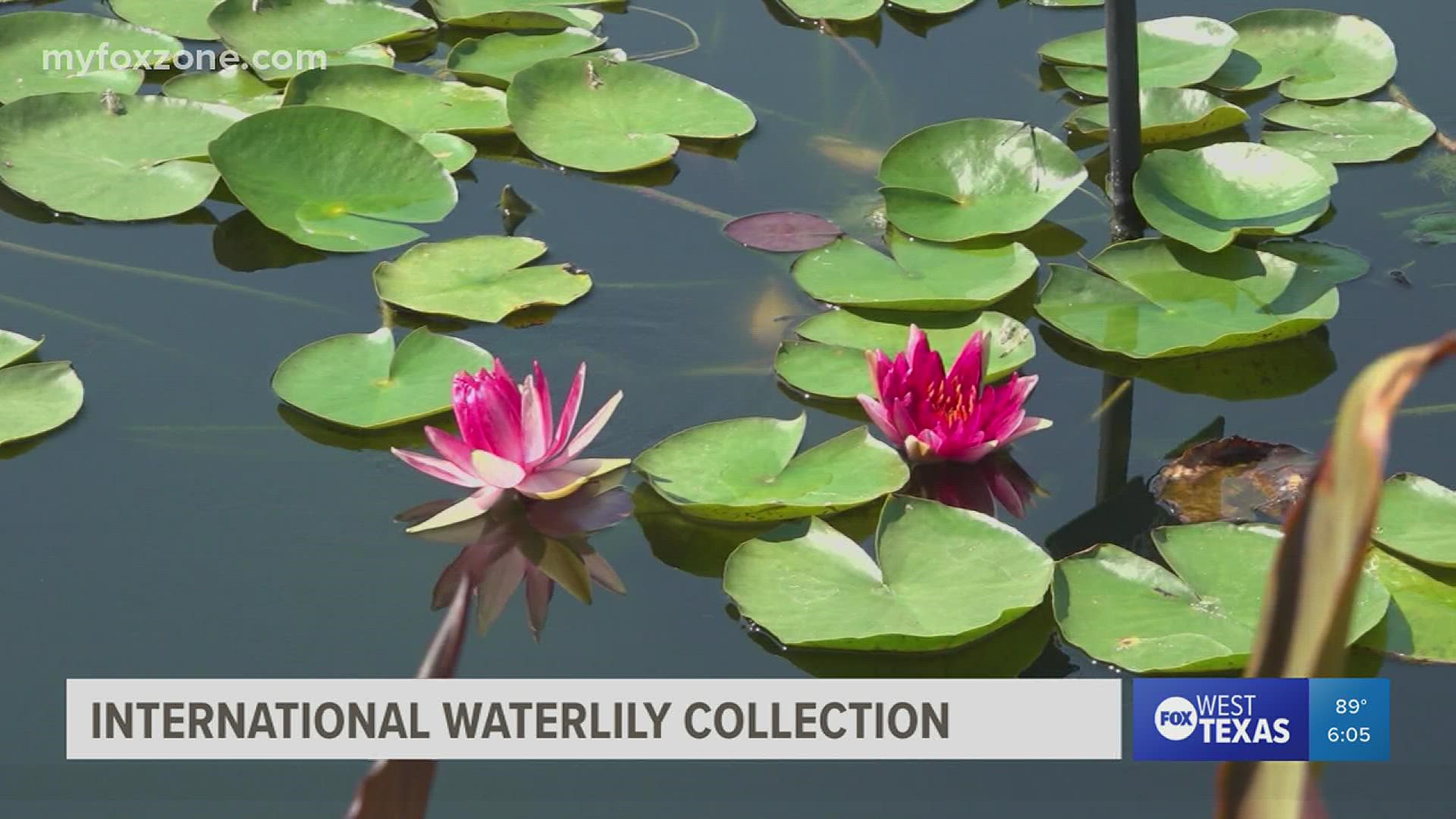 The event will feature refreshments, live music and guided tours of the largest collection of water lilies in the world, right here in San Angelo.