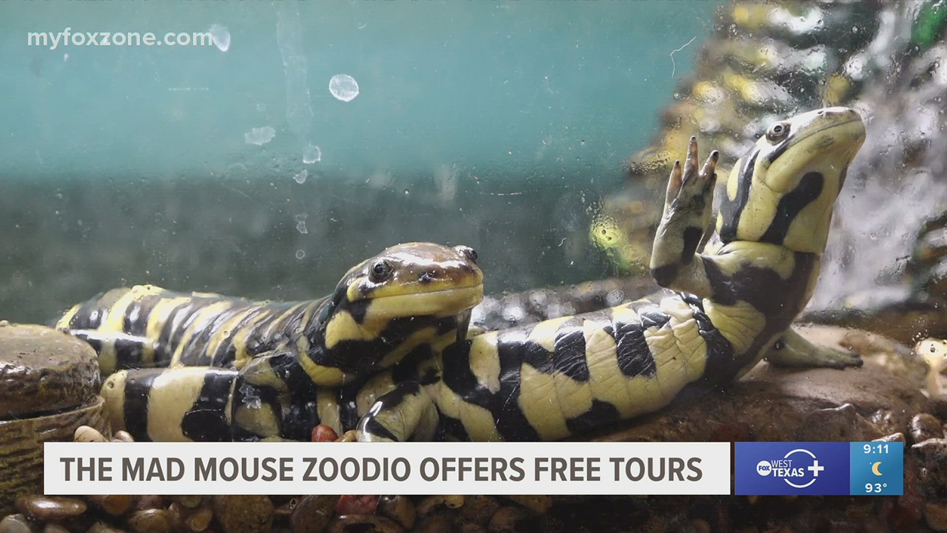 A couple's interest in collecting reptiles has turned into this: a place where people can stop by, get a free tour and an opportunity to learn more about them.