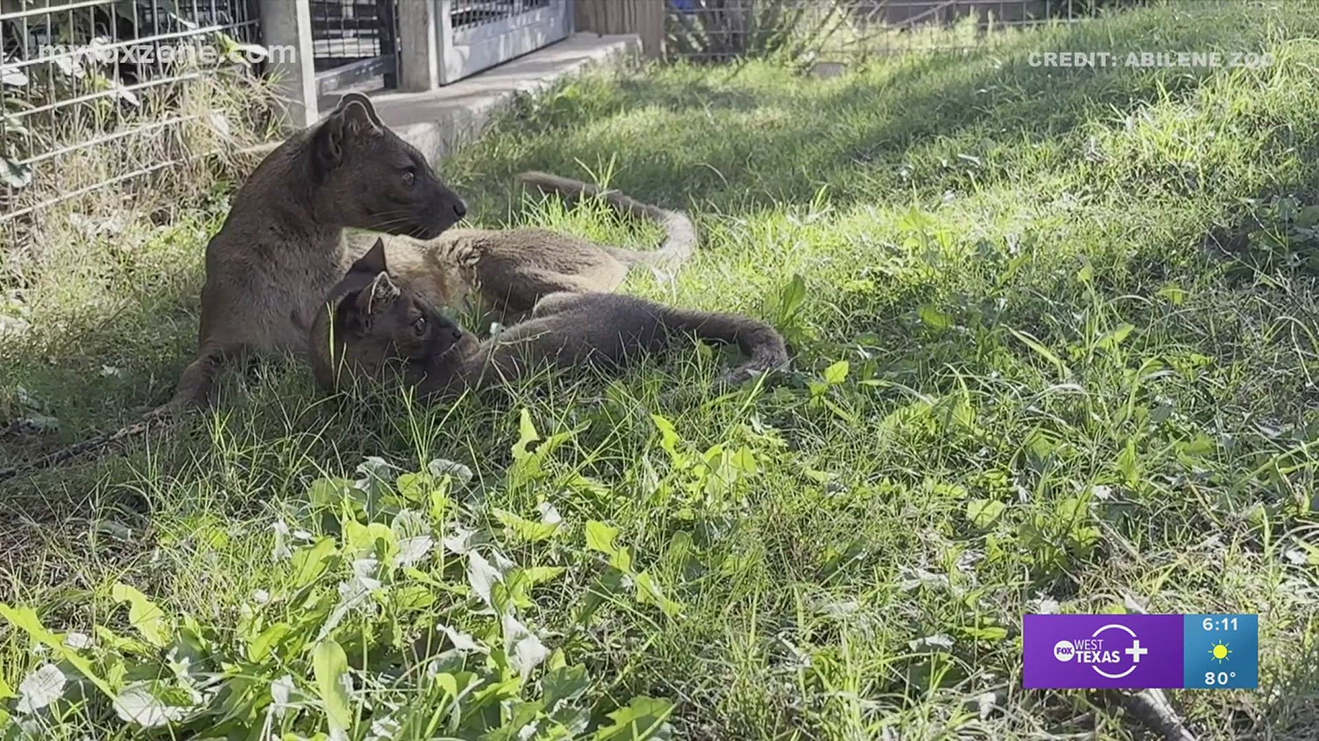 On Nov. 6, the pups gained access to their outside habitat for the first time.