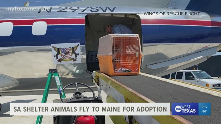 San Angelo shelter dogs,  cats flown to Maine for adoption