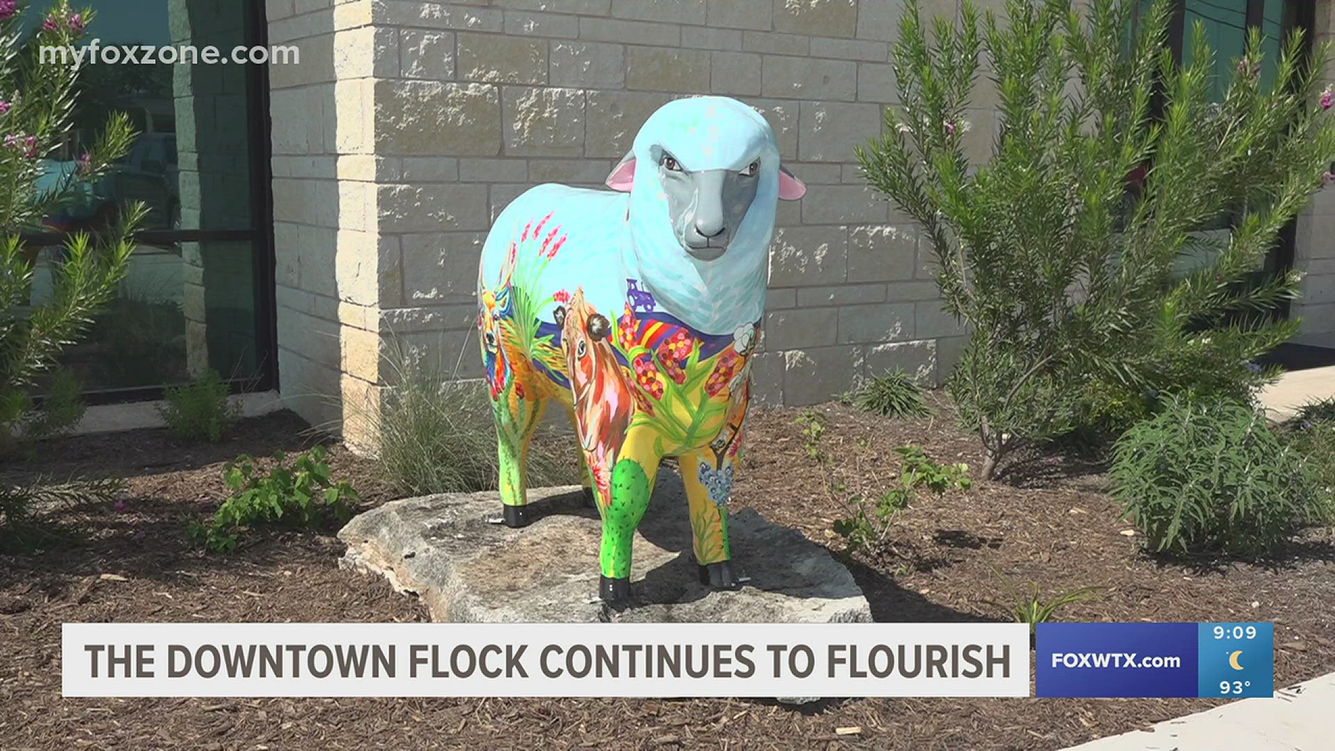 Why are the sheep all over San Angelo?>