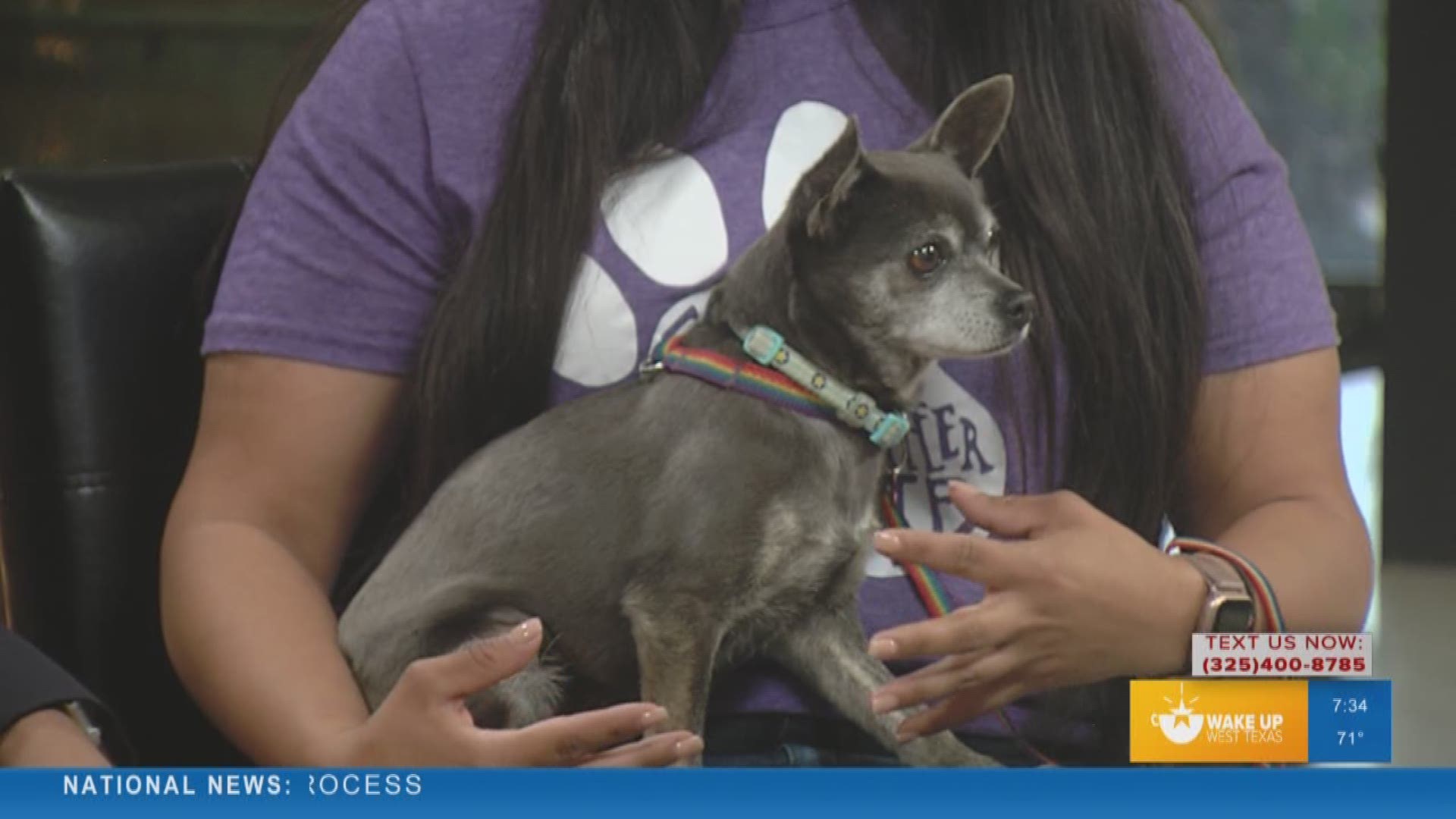 Our Malik Mingo spoke with Cassie's Place about its pet of the week who is currently up for adoption.