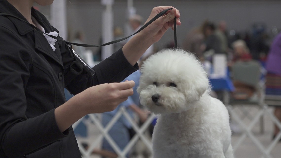 The Abilene Kennel Club kicks off its 100th dog show